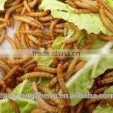 Dried Mealworm for Backyard Chicken With Good Price thumbnail-3