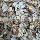 Frozen Vacuumed Cooked Short Necked Clam Wild Caught thumbnail-6