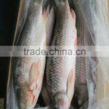 Rohu Fish/ Ruhu Fish/ Roho Labeo/ Labeo Rohita thumbnail-2