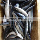 Frozen Mackerel Fish Whole Round for Sale and for Canned thumbnail-1