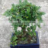 Zanthoxylum Odorum Bonsai Ball Shape thumbnail-2