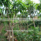 Mangifera Indica Fruit Trees Good Variety