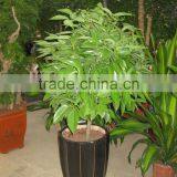 Cinnamomum Cassia Ornamental Plants thumbnail-2