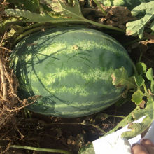 Cery Chinese Crimson Oval Watermelon Seed thumbnail-4