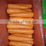 Carrot Price thumbnail-5