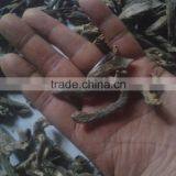 Chips Oudh Indian Oil