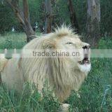 3D Lion Pictures Printing