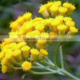Immortelle essential oil (Helichrysum italicum)