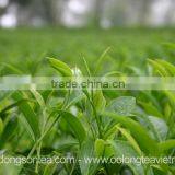 Viet Nam High Mountain Jin Xuan Oolong Tea thumbnail-2