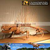 MY Dino-C048 Playground Dinosaur Skeleton of Spinosaurus thumbnail-6