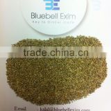 High quality green millet for cattle feed