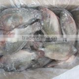 new catching frozen fish whole round tilapia