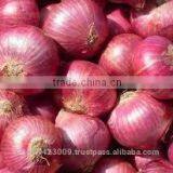 Fresh Onion thumbnail-3