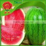 no Frozen Watermelon Cheap Chinese Fresh Watermelon Fake Watermelon thumbnail-2