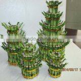 Tower Shape Dracaena Sanderiana Sander thumbnail-4