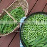 Green Peas for Food Canning thumbnail-1