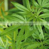 Wholesale Organic Hemp Seed Oil From GMP Factory thumbnail-2