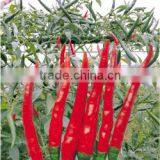 Upright Single Hot Pepper/Chilli Seed For Sale Yan Yang thumbnail-1