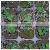 128 Cell PS Seed Tray, 53*28cm, 43mm Depth for Agriculture thumbnail-1