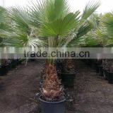 Washingtonia Robusta "Mexican Fan Palm" thumbnail-4