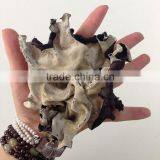 Premium White Back Fungus Dried