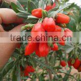 Ningxia Red Goji