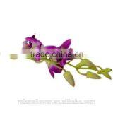 Purple Cattleya Orchid Plants Export for Wedding Event Decoration thumbnail-5