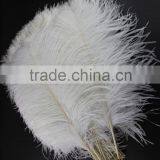 CHINAZP Factory Wholesale 14inch to 16inch Dyed Royal White Ostrich Fethers for Sale thumbnail-4