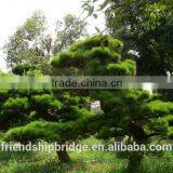 Pinus Thunbergii Parl. Black Pine Seedlings thumbnail-2