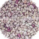 JSX Peeled Sugar Beans Export Food Grade Wholesale Price Best Beans thumbnail-1