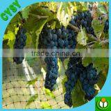 Climbing Mesh for Cucumber Plant or Breeding Bop Stretch Net With Cheap Price thumbnail-6