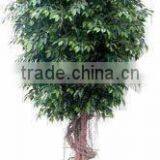 SJ2001022 Small Potted Foliage Banyan Tree Landscaping Decoraative Garden Tree thumbnail-2