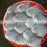Frozen White Pomfret with nice quality