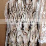 Squid Tentacle of Illex Squid thumbnail-1