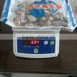 Short Necked Clam thumbnail-4