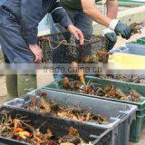 I. Fish Company Limited company overview - view 3 thumbnail