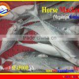 FROZEN W/R HORSE MACKEREL thumbnail-1