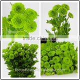 2017 Fresh Cut Chrysanthemum With All Colors Available Wholesale thumbnail-3