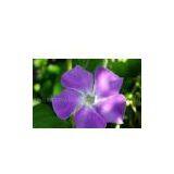 Periwinkle Extract 98% Vipocetine thumbnail-1