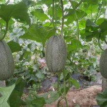 Good Taste F1 Hybrid Hami Melon Seeds Price thumbnail-4