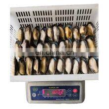 Hot Sale Frozen Half Shell Mussel for Export thumbnail-5