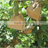 2 Layers Fruit Protection Pear Bag for Growing thumbnail-3