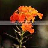 Common Wallflower ,Cheiranthus Cheiri Linn.flower Seed,herb Seed,vegetalbe Seed,fruit Seed,grass Seed thumbnail-5