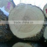 Ash Veneer Logs thumbnail-1