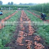 Supplier Bulk Carrot Sale Carrot Price