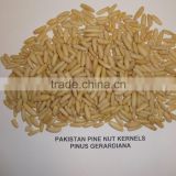 Cedar Nuts , Pine kernel , Pine Nuts Peeled Long Grain , Pine Nuts Shell & Unshell , Pakistan pine nuts in bulk
