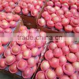 Shanxi Qinguan Apples New Season High Quality Red Qinguan Apples thumbnail-3
