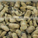 Frozen Oyster Meat for Sale