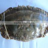 Frozen Blue Swimming Crab Wholesale