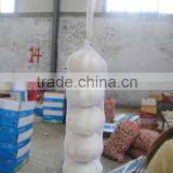 Garlic Crop 2013 thumbnail-1